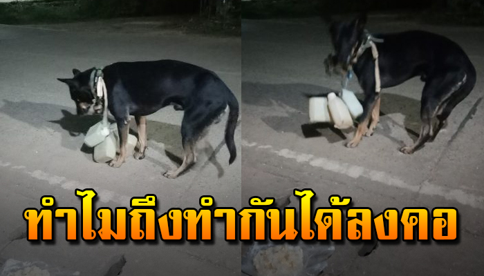 ถูกเอามาปล่อย หอบกระเตงกระบอกน้ำ เห็นแล้วท้อใจผิดอะไรหนอทำกันได้ลง