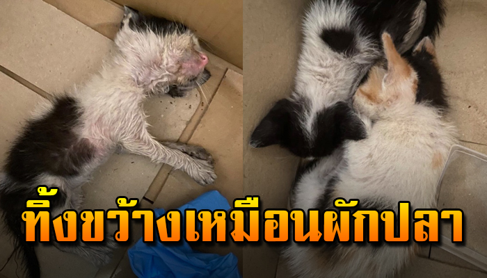 เจ้าแมวน้อยทั้ง3ชีวิตที่เกิดมาโชคร้ายนัก ถูกคนเขาไล่ แม้ตัวเท่าฝ่ามือ