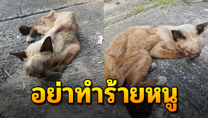 เป็นแมวพันธุ์วิเชียรมาศแต่กลับต้องมานอนทรมานกับสภาพที่ใครเห็นก็คิดว่าเสียแล้ว