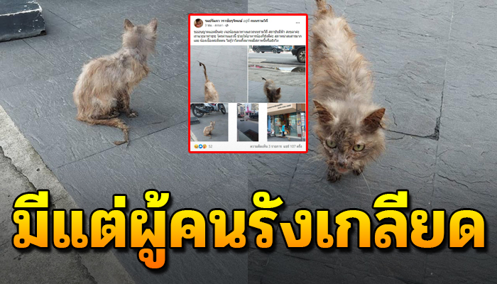 สภาพชีวิตของแมวจรตัวน้อย หลังถูกเขาเอามาปล่อยและไร้คนเหลียวแล
