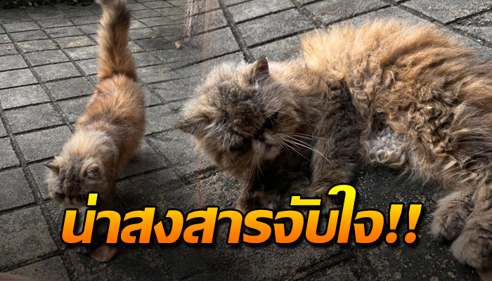 แมวพันธุ์แต่ต้องกลับใช้ชีวิตเยี่ยงจร ต้องเดินเตร่ขอข้าวเขากิน น่าสนสาร