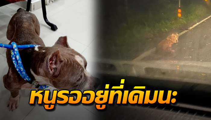 นั่งตากฝนรอเจ้าของอยู่กลางป่า ไม่รู้ว่าโดนทิ้ง กลัวเจ้าของกลับมาไม่เจอ
