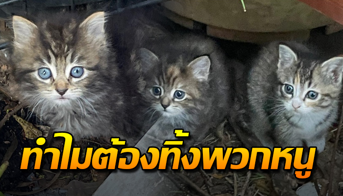 ทิ้งได้ลง เกิดมาเป็นแมวพันธุ์หน้าตาน่ารัก แต่ไม่มีใครสนใจ ถูกทิ้งขว้าง