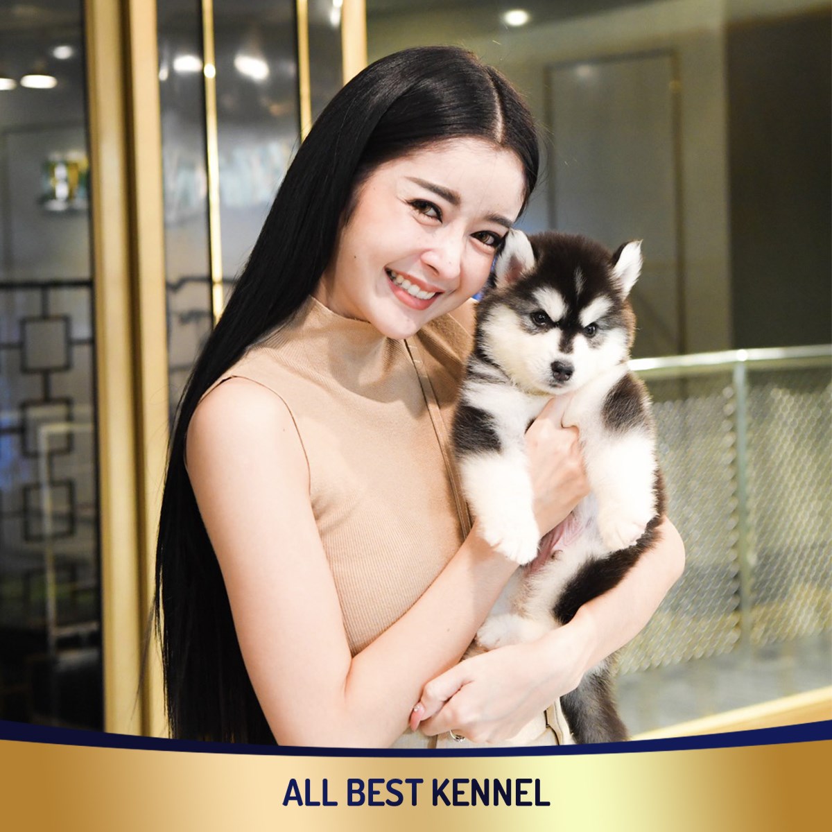 ที่หนึ่งของไซบีเรียนฮัสกี เกรดพรีเมี่ยม Allbest ฟาร์มมาตรฐานและใหญ่สุดในไทย -