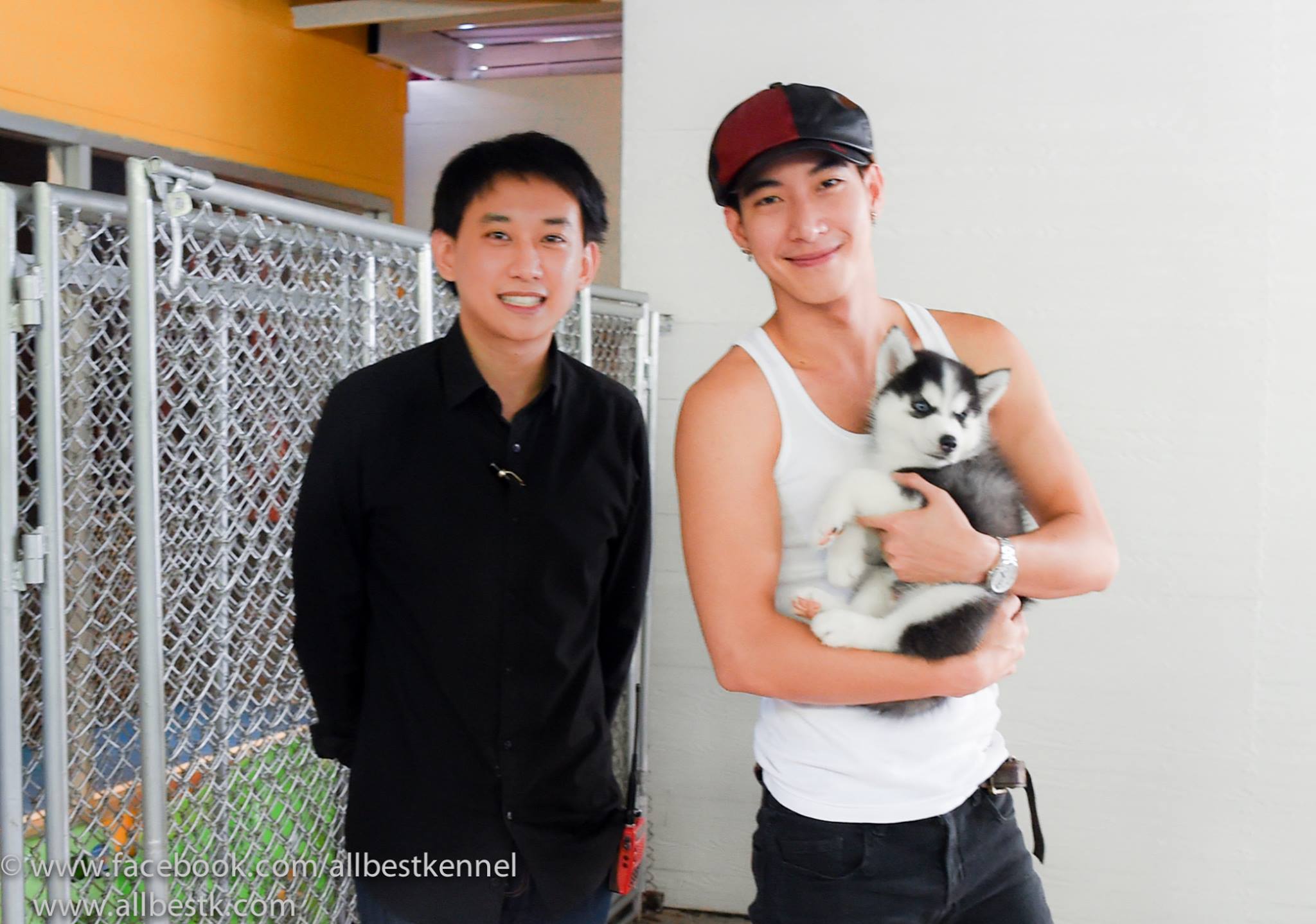 ที่หนึ่งของไซบีเรียนฮัสกี เกรดพรีเมี่ยม Allbest ฟาร์มมาตรฐานและใหญ่สุดในไทย -