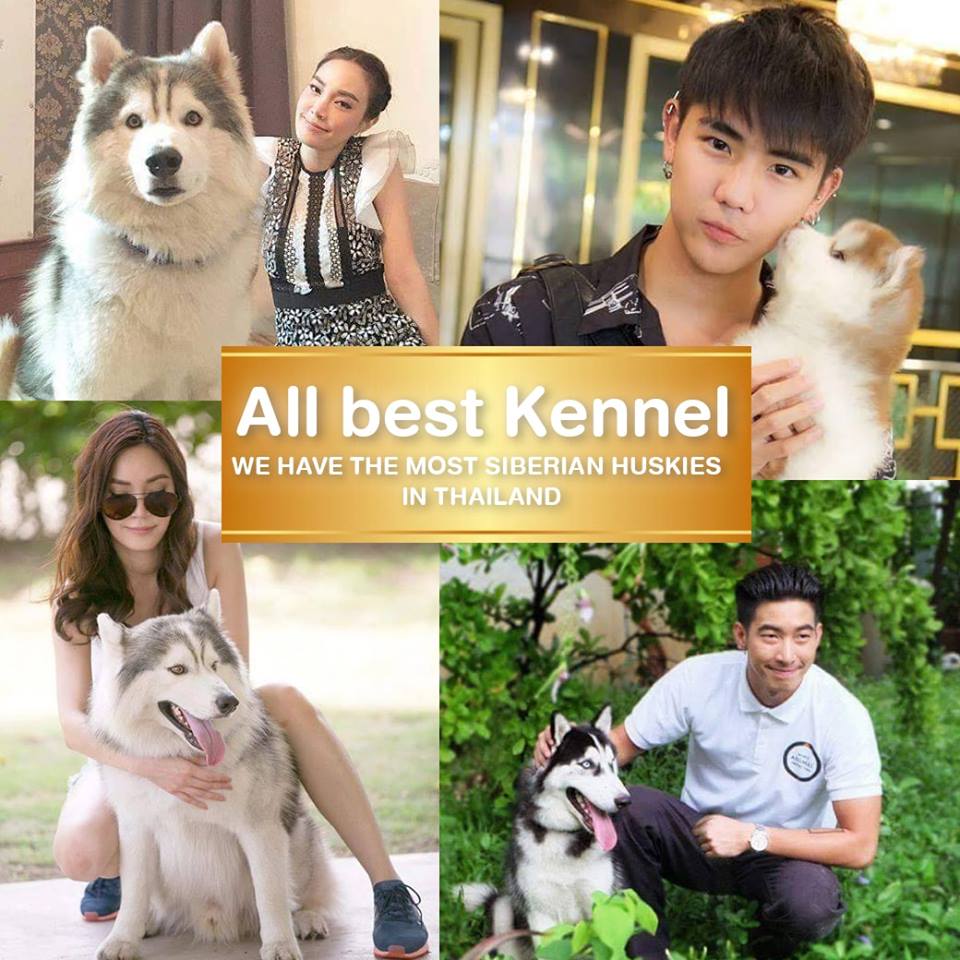 ที่หนึ่งของไซบีเรียนฮัสกี เกรดพรีเมี่ยม Allbest ฟาร์มมาตรฐานและใหญ่สุดในไทย -