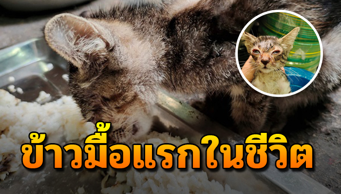 อาหารที่อร่อยที่สุดในชีวิตแมวจร กินอิ่มจนเผลอหลับคาชามข้าว