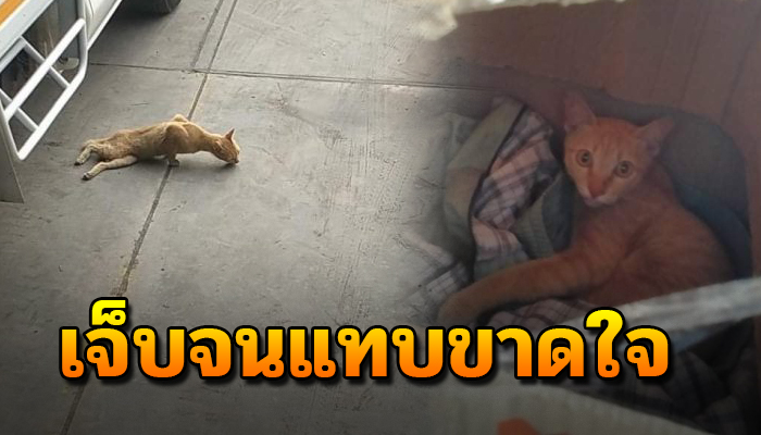 แม่แมวจรที่พยายามดิ้นรนหาข้าวให้ลูกตัว แม้ตัวเองจะเจ็บแทบขาดใจ