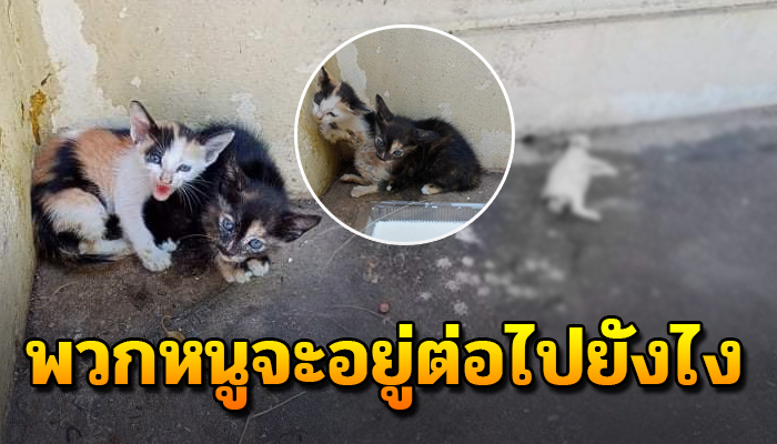 นอนกกกันไว้ หลังพี่น้องจากไป 1 ตัว เพราว่าโดนคนใจร้ายเอามาทิ้ง