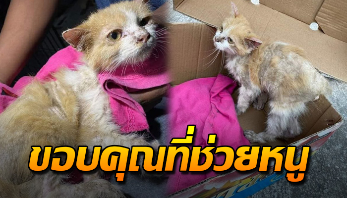 ถูกคนใจร้ายโยนเข้าป่า ต้องเร่ร่อนอยู่ลำพัง กว่าจะเจอคนเมตตาช่วยเหลือ