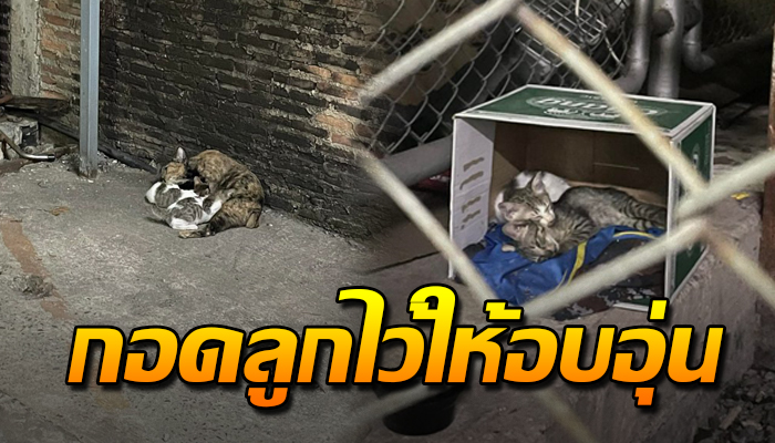 แม่แมวจร อาศัยใต้หอและยังมีลูกถึง 3 ตัวที่ต้องคอยเลี้ยงดู กอดลูกไว้ให้อบอุ่น