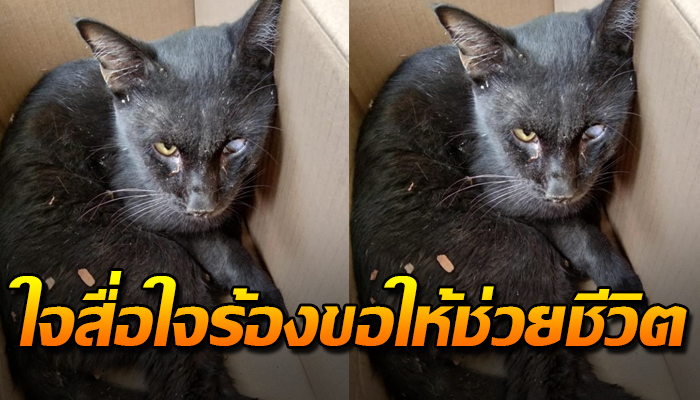 ทำทุกอย่างให้ตัวเองมีชีวิตรอด ร้องเรียกขอให้เด็ก5ขวบช่วยชีวิตตัวเอง
