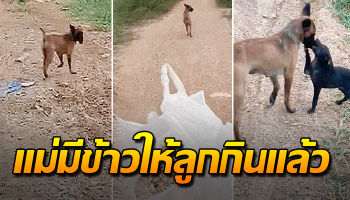 แม่หมาวิ่งนำทางสาวให้ไปช่วยลูกน้อยหลบอยู่ในโพรงหญ้า สุดดีใจมื้อนี้แม่มีข้าวให้ลู