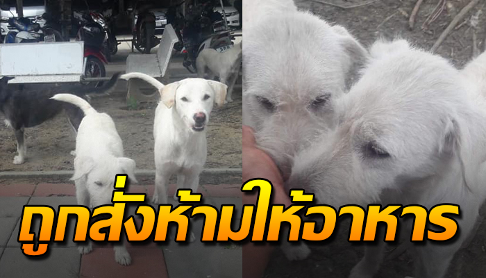 น่าสงสารจับใจ หลังน้องตูบจรจัด ถูกสั่งห้ามให้อาหาร หิวโซเดินเซขออาหาร