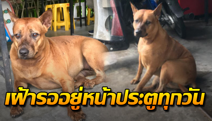 ถูกเลี้ยงให้เป็น หมาขี้กลัว-ขี้ระแวง กับทุกๆสิ่ง ทุกวันนี้ยังคงเฝ้ารออยู่หน้า