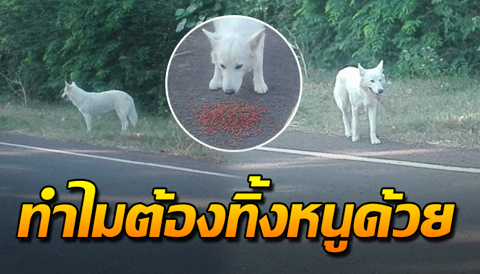 เจ้าตูบวิ่งตามรถเจ้าของสุดฝีเท้า หลังถูกทิ้งไว้กลางป่า เพราะไม่ต้องการเลี้ยงดูแล