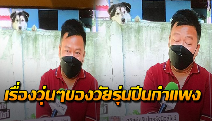 ความน่ารักของเจ้าไซตัวแสบข้างบ้านที่อยากรู้อยากเห็น หลังเพื่อนบ้านถูกพิตบูลงับ