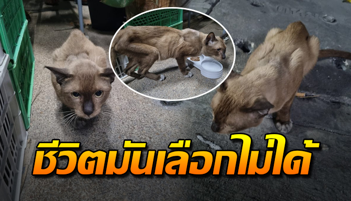 เจ้าเหมียวสภาพผอมแห้ง เดินขออาหาร ผอมลงทุกวัน ไม่รู้จะช่วยยังไง