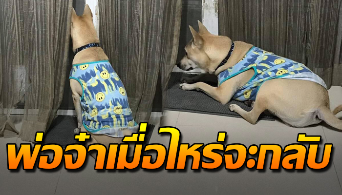 เจ้าตูบนั้งรอพ่อ หลังพ่อไปเที่ยว รู้ไหมหนูรออยู่ห่วงไม่หลับไม่นอน รอจนกว่าจะกลับ