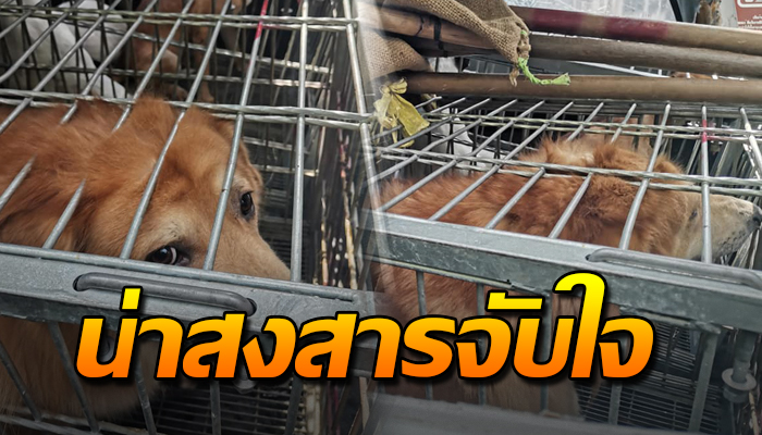 เจ้าตูบนั่งเศร้าหลังเจ้าของโทรเรียกเจ้าหน้าที่มาจับตัว