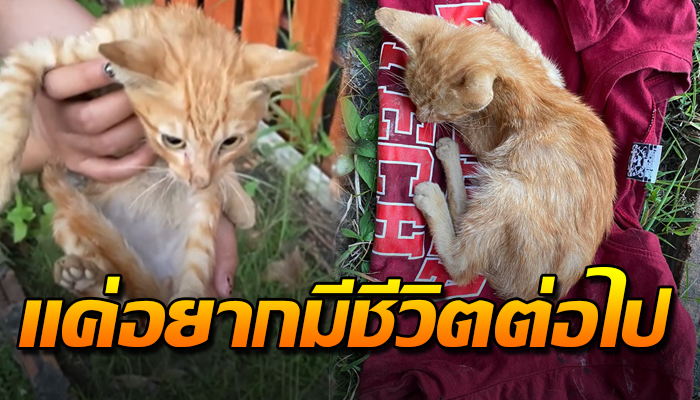 เจ้าแมวน้อยหายใจรวยรินอยู่เพียงลำพัง พอเพียงพรุ่งนี้ยังมีลมหายใจ