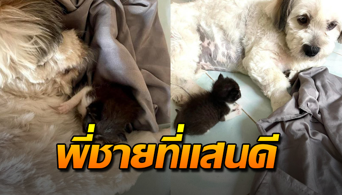 ถูกคนใจร้ายเอามาทิ้ง แม้ไม่ทันลืมตาดูโลก โชคยังเข้าข้างมาเจอกับพี่ชายที่แสนดี