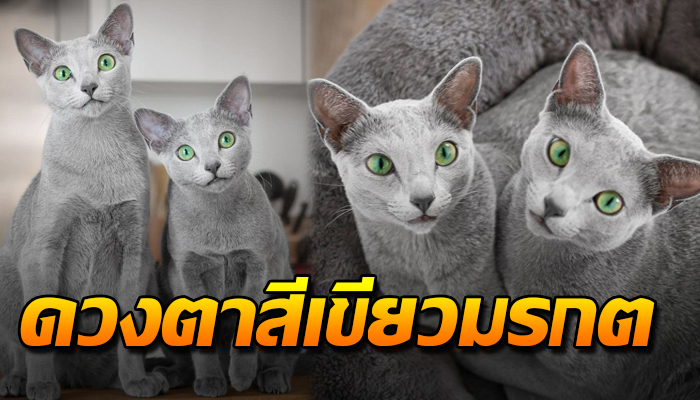เปิดภาพสุดอัศจรรย์ คู่หูเหมียว รัสเซียนบลู ผู้มีดวงตาสีเขียวมรกต