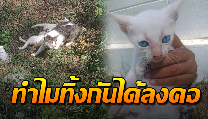 จิตใจทำด้วยอะไร น่ารักทั้งแม่ทั้งลูก ตาสีฟ้าก็ยังไม่เว้นปล่อยในป่าข้างทาง