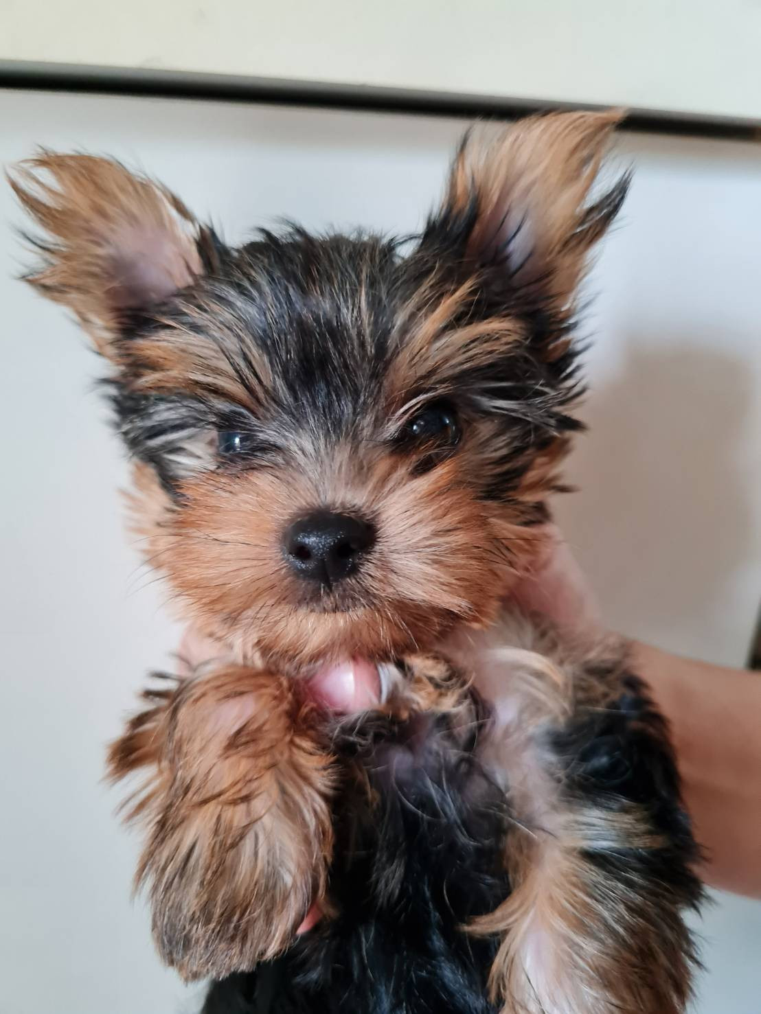 ขายลูกยอร์คเชียร์เพศเมีย