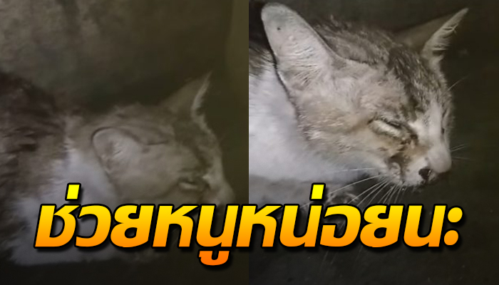 ชีวิตเกิดเป็นจร อาศัยนอนใต้ท้องรถ เจ็บเพราะถูกทับไร้คนสนใจ และดูแล