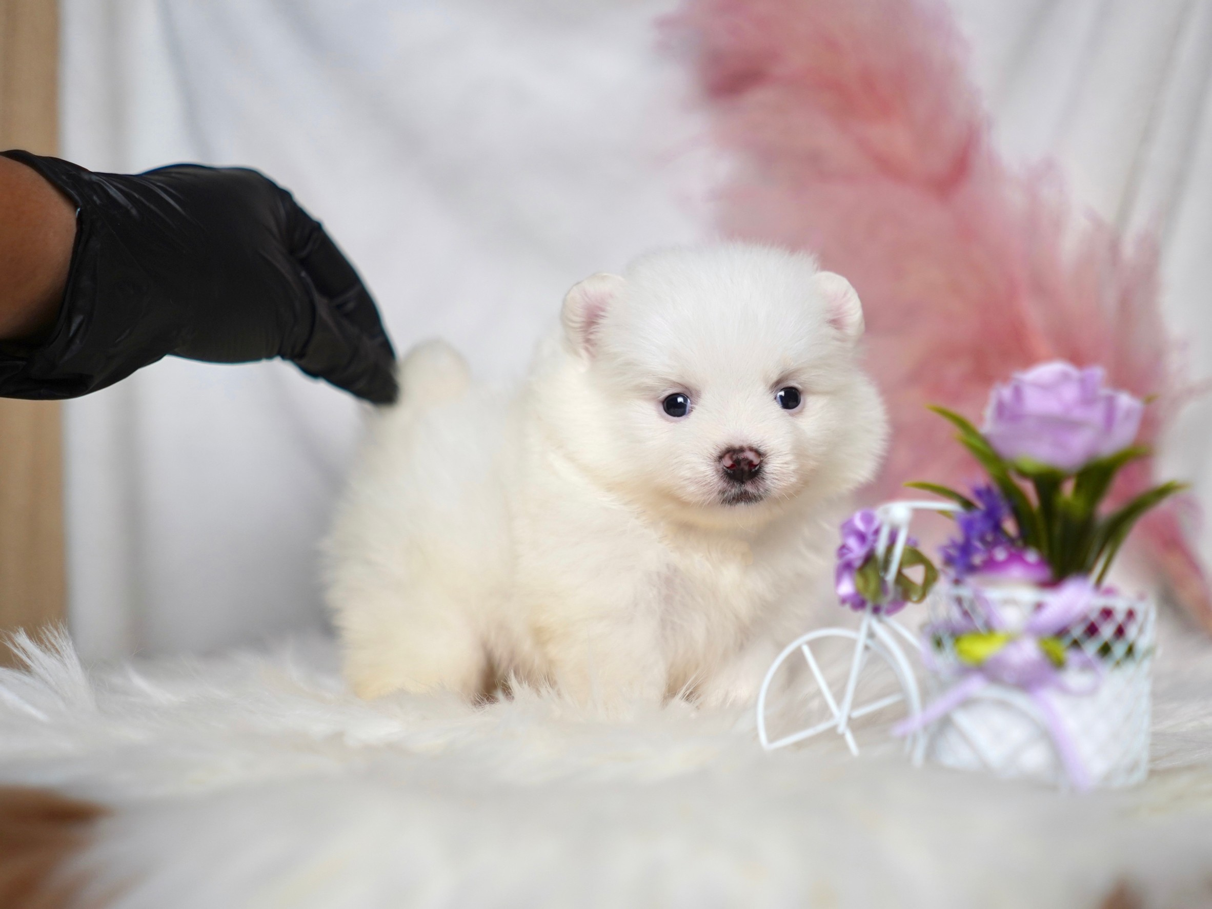 น้องปอม