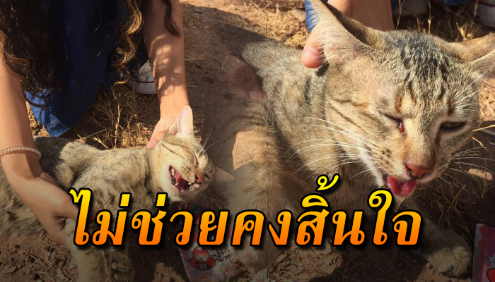 เจ้าเหมียวจร นอนนิ่งรอสิ้นใจ ไร้ความหวังหลังถูกรถชนไร้แรงจะขยับตัว