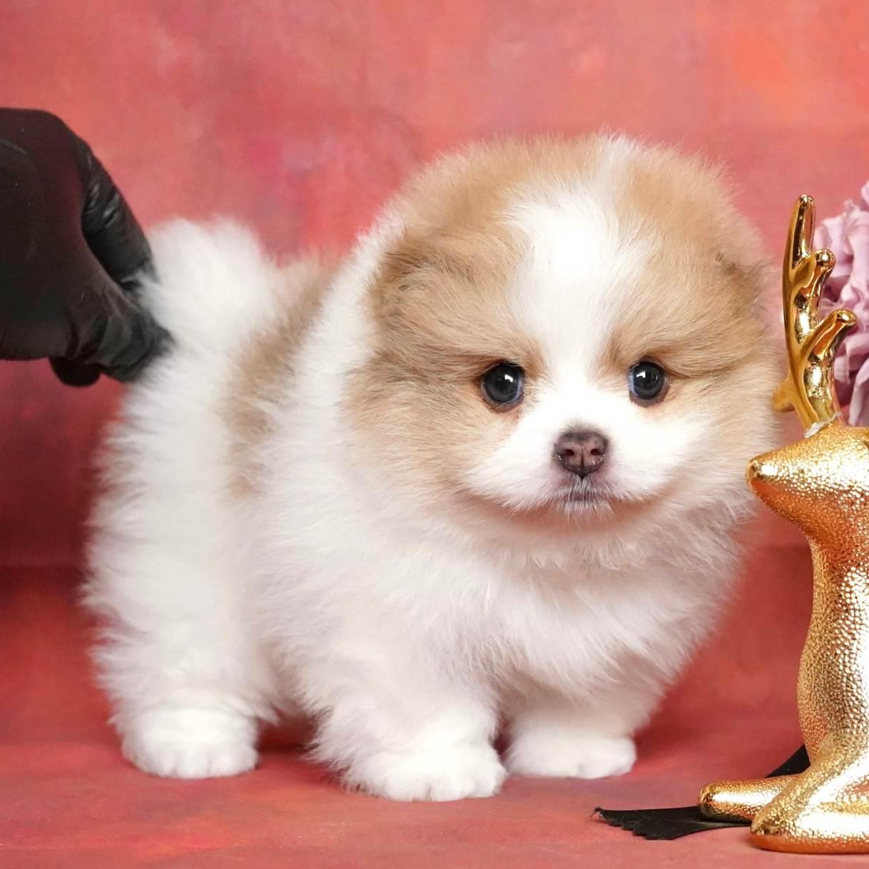น้องปอม