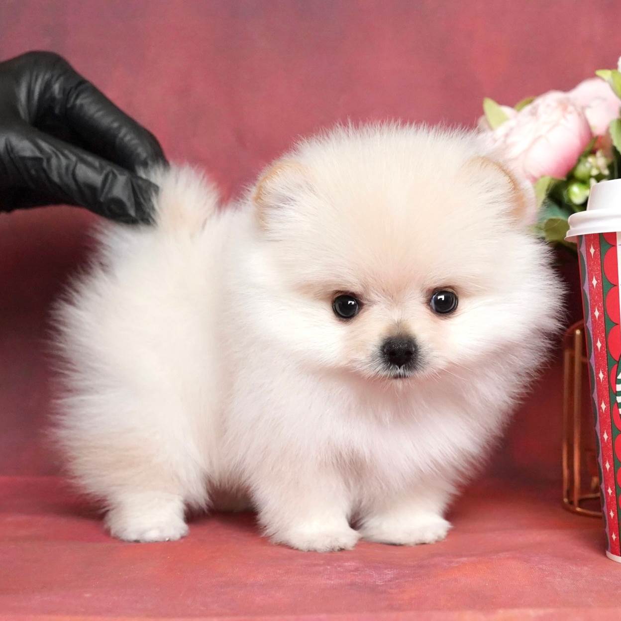 น้องปอม