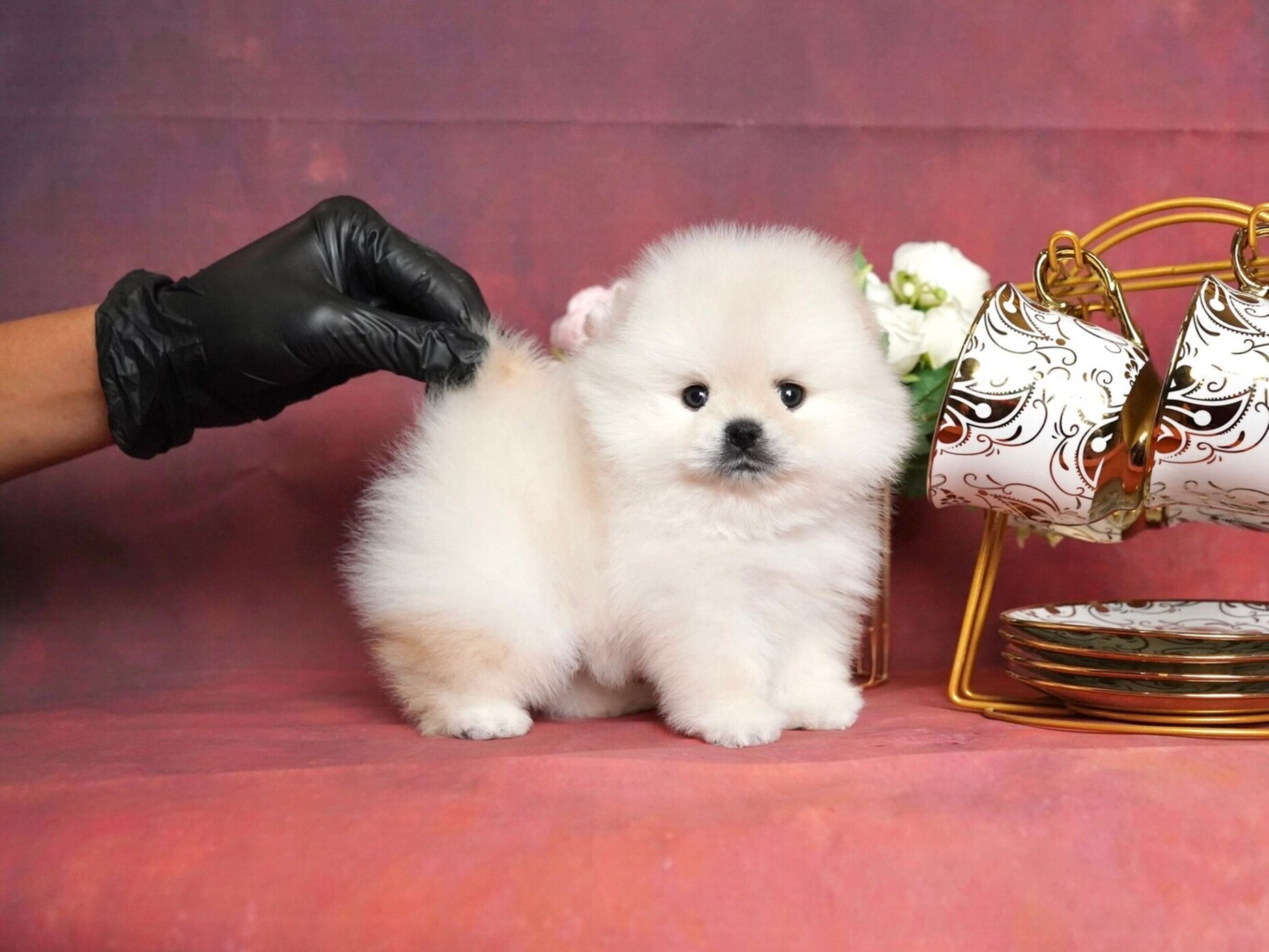 น้องปอมขาว