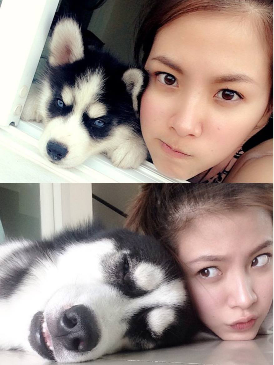 ไซบีเรียนพร้อมรับ คอกใหม่ๆ เกรดไฮเอน