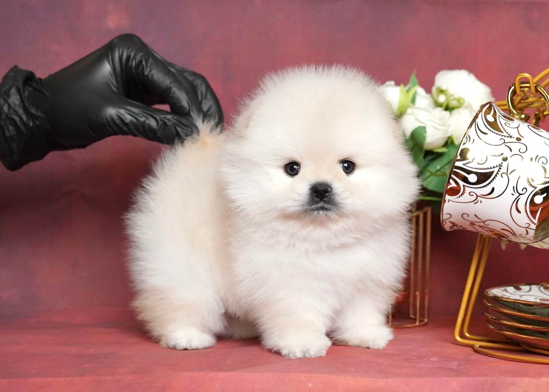 น้องปอมขาว