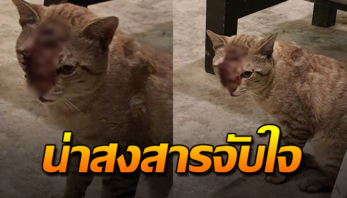 วอนช่วยกันรักษาน้องที แทบใจสลายกับชีวิตแมวจรที่มีเพียงครึ่งหน้า น่าสงสารมาก