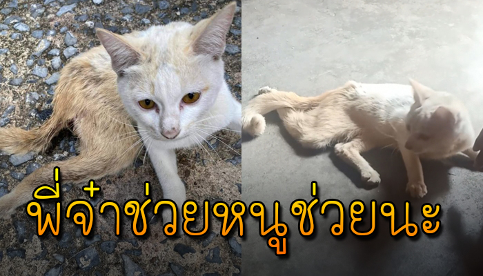 กระเสือกกระสนบกสังขารคลานเข้าหา ถูกเขาทิ้ง ไร้คนเมตตาอยู่ริมถนน