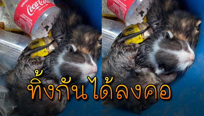 3 ชีวิตตัวน้อยถูกทอ้งไว้ในถังขยะ แม้ตายังไม่ทันได้ลืมดูโลกเลย น่าสงสารจับใจ