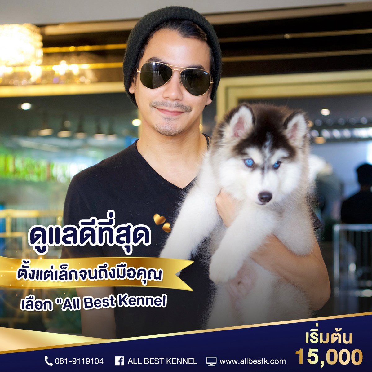 มีไซบีเรียนหลายคอกเข้าใหม่ หลายสไตล์ คัดเกรดทุกตัว ที่ allbest kennal