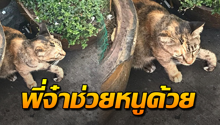 นั่งหมอบหลบอยู่ที่ริมถนน เพราะอาการเจ็บที่ขา วอนผู้คนเข้าช่วยเหลือ