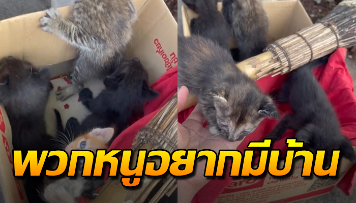 สภาพชีวิตของเจ้าเหมียว 6 ตัวหลังถูกทิ้ง รอคนใจดีพาไปเลี้ยงดู