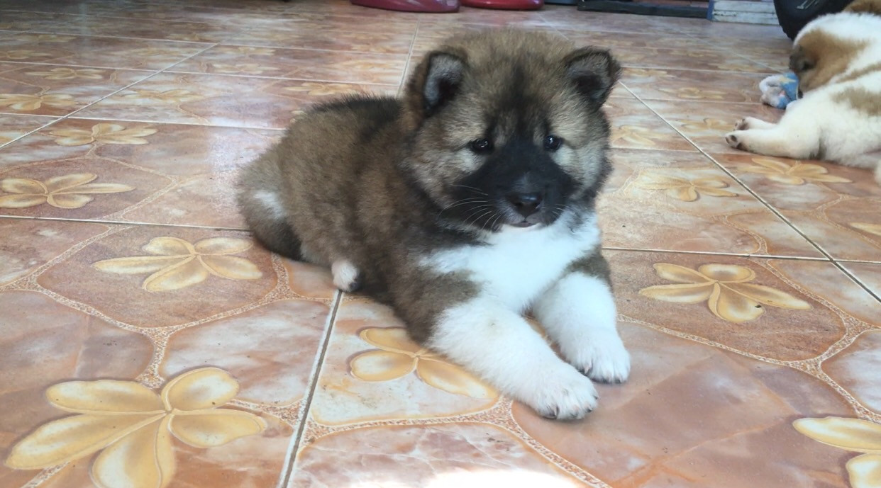 น้องหมาบางแก้วแท้ หมาบ้านแข็งแรง อารมณ์ดี ขี้เล่น ตัวอ้วนๆ กลมๆขนปุกปุยน่ารักๆ