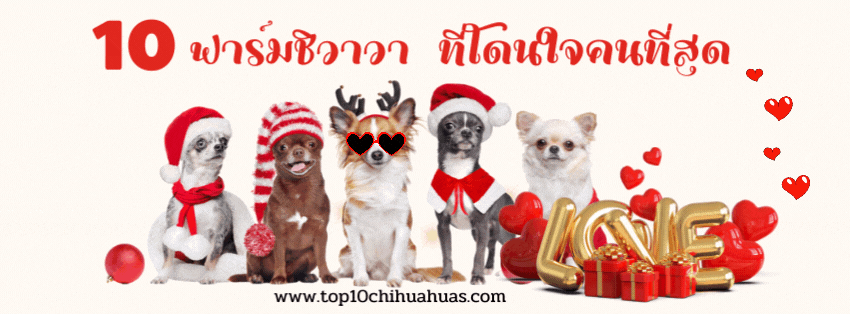 10 อันดับ ฟาร์มชิวาวาที่โดนใจคนที่สุด!!