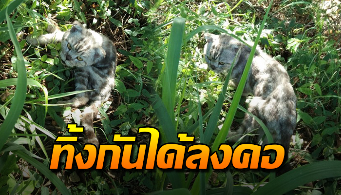 เจ้าเหมียวถูกเอามาปล่อยใส่กระสอบ ต้องหนีเตลิดเข้าป่า ทำกันได้ลง