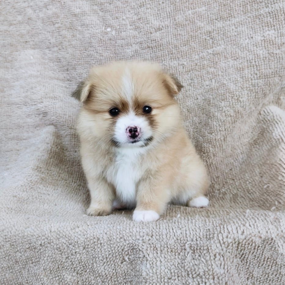 ปอมแท้สีปาร์ตี้7900.- เก็บปลายทาง มีปะกันสุขภาพเทสลำไส้ line::happyshihtzu4289