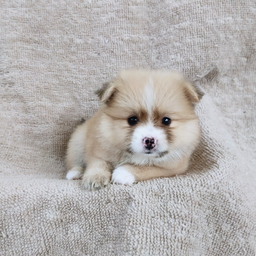 ปอมแท้สีปาร์ตี้7900.- เก็บปลายทาง มีปะกันสุขภาพเทสลำไส้ line::happyshihtzu4289