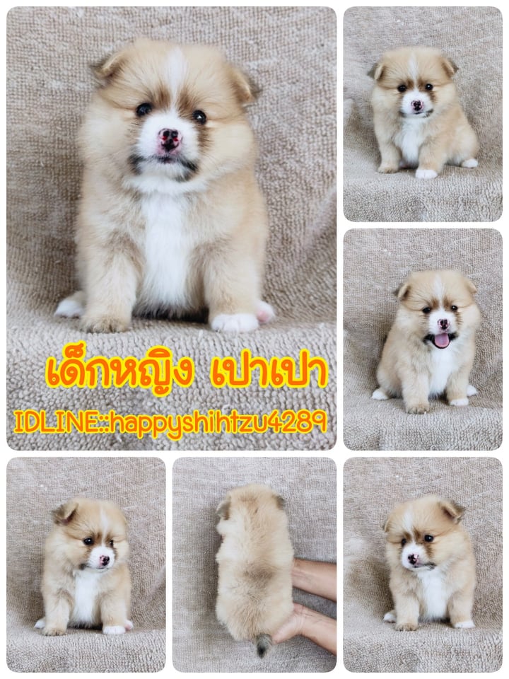 ปอมแท้สีปาร์ตี้7900.- เก็บปลายทาง มีปะกันสุขภาพเทสลำไส้ line::happyshihtzu4289
