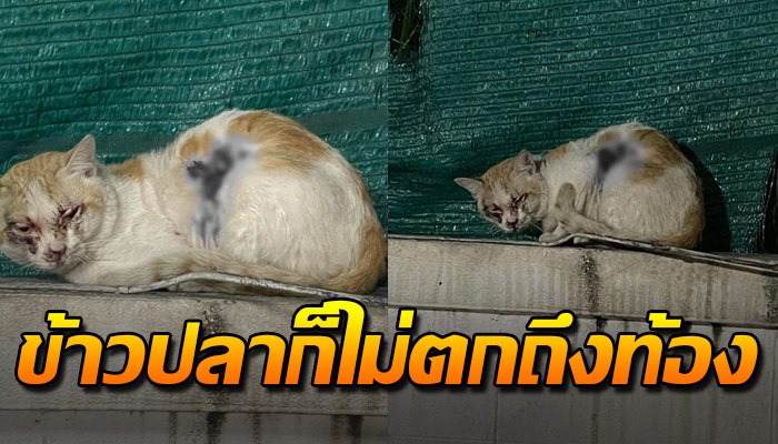 เจ้าเหมียว ระหกเร่กระเสือกกระสนปีนขึ้นกำแพงหนี ข้าวปลาก็ไม่ตกถึงท้อง